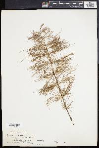 Equisetum sylvaticum image