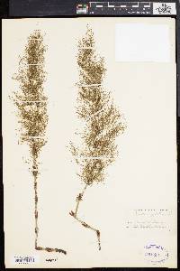 Equisetum sylvaticum image