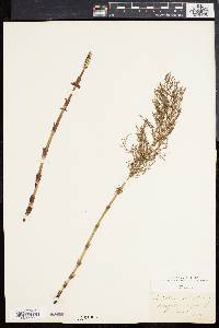 Equisetum sylvaticum image