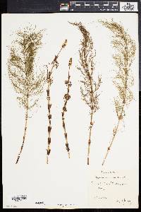 Equisetum sylvaticum image