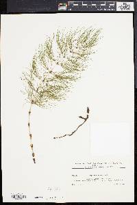 Equisetum sylvaticum image