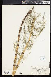 Equisetum telmateia image
