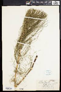 Equisetum telmateia image