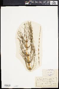 Equisetum telmateia image