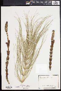 Equisetum telmateia image