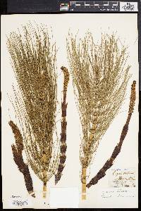 Equisetum telmateia image