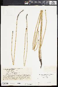Equisetum trachyodon image