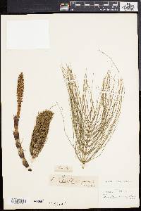Equisetum variegatum image
