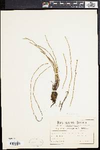 Equisetum variegatum image