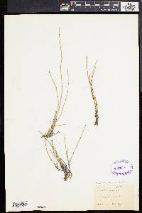Equisetum variegatum image