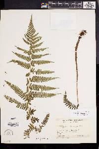 Athyrium bourgaei image