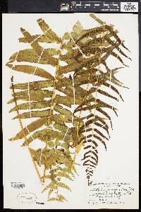 Athyrium pycnocarpon image