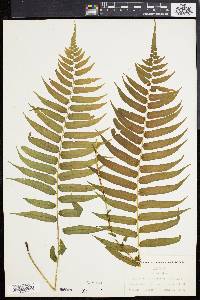 Athyrium pycnocarpon image