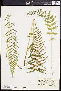 Athyrium pycnocarpon image