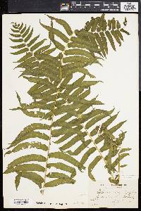 Athyrium pycnocarpon image