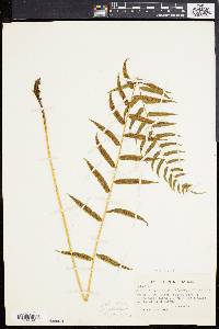 Athyrium pycnocarpon image