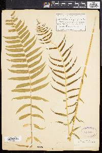 Athyrium pycnocarpon image