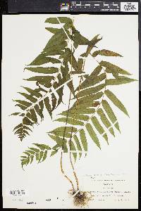 Athyrium pycnocarpon image