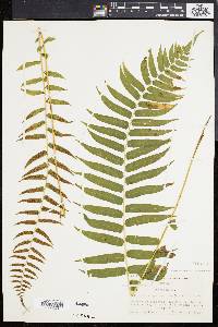 Athyrium pycnocarpon image