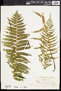 Athyrium pycnocarpon image