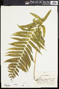 Athyrium pycnocarpon image