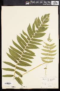 Athyrium pycnocarpon image