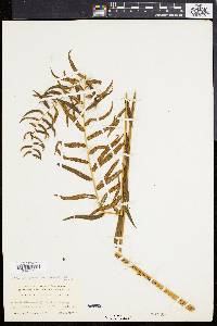 Athyrium pycnocarpon image