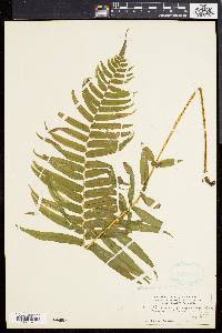 Athyrium pycnocarpon image