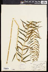 Athyrium pycnocarpon image