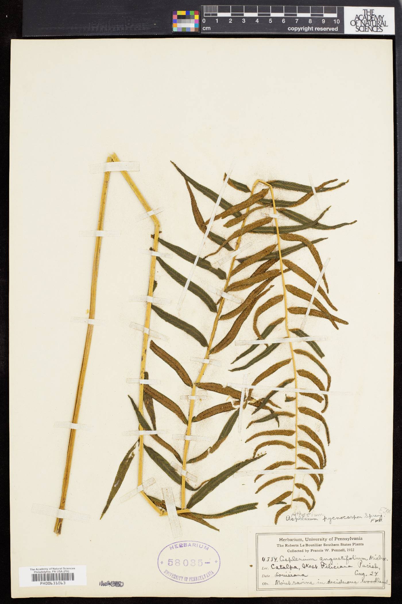 Athyrium pycnocarpon image