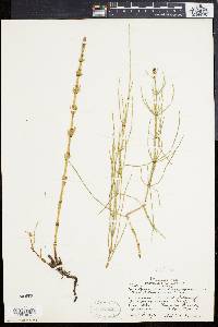 Equisetum palustre image