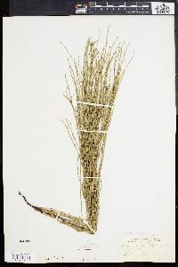 Equisetum palustre image