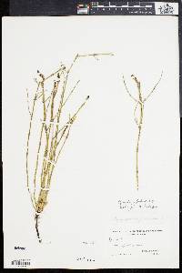 Equisetum palustre image