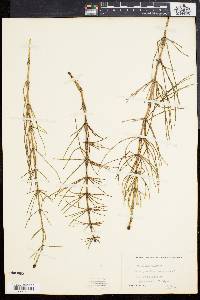 Equisetum palustre image