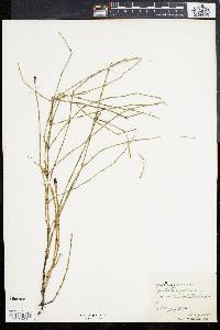 Equisetum palustre image