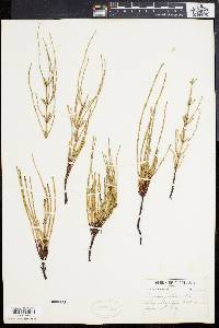 Equisetum palustre image