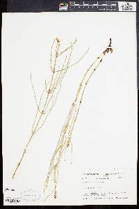 Equisetum palustre image