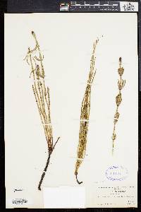 Equisetum palustre image