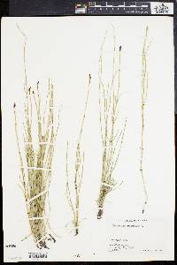 Equisetum palustre image