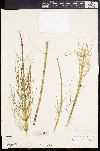 Equisetum palustre image