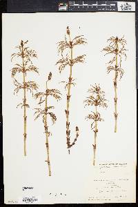 Equisetum sylvaticum image