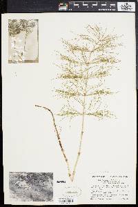 Equisetum sylvaticum image