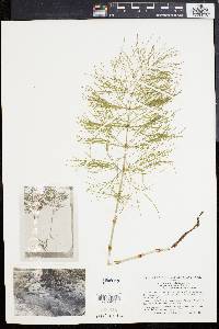 Equisetum sylvaticum image