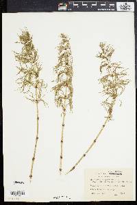 Equisetum sylvaticum image