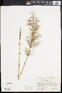 Equisetum sylvaticum image