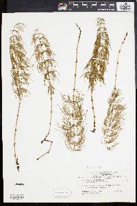 Equisetum sylvaticum image