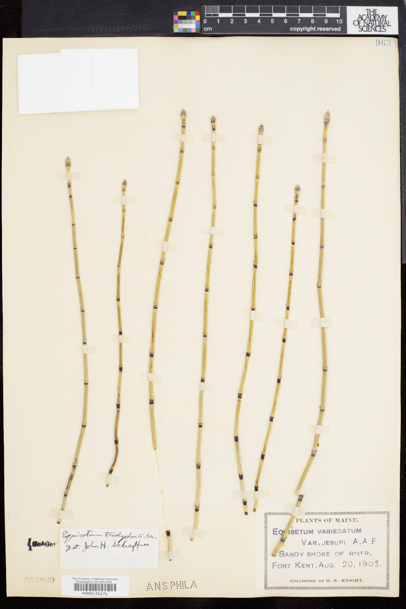 Equisetum trachyodon image