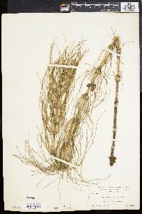 Equisetum telmateia image