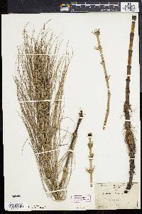 Equisetum telmateia image