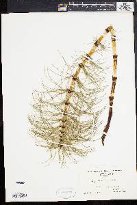 Equisetum telmateia image